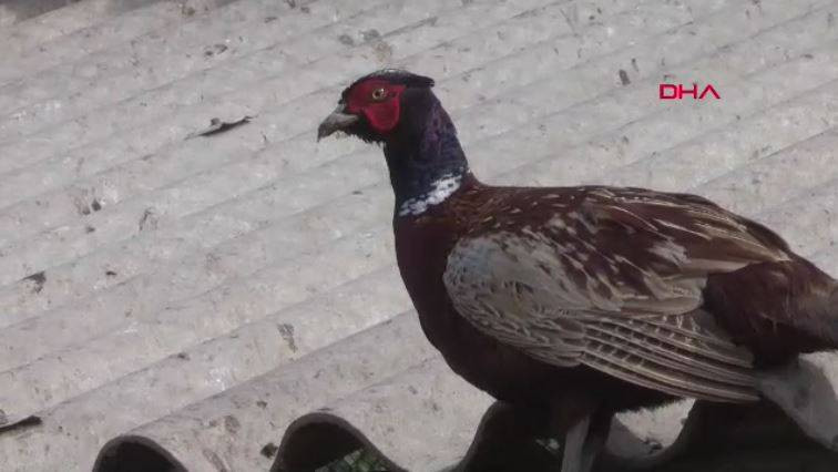 Bu kuşlara ve sürüngenlere zarar verenler yandı! 100 bin lira cezası var - Resim: 13